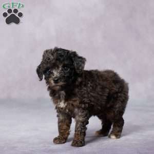 Ruby, Toy Poodle Puppy